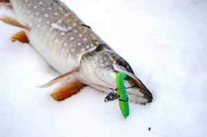 Изображение 8 : Как ловить щуку на спиннинг зимой